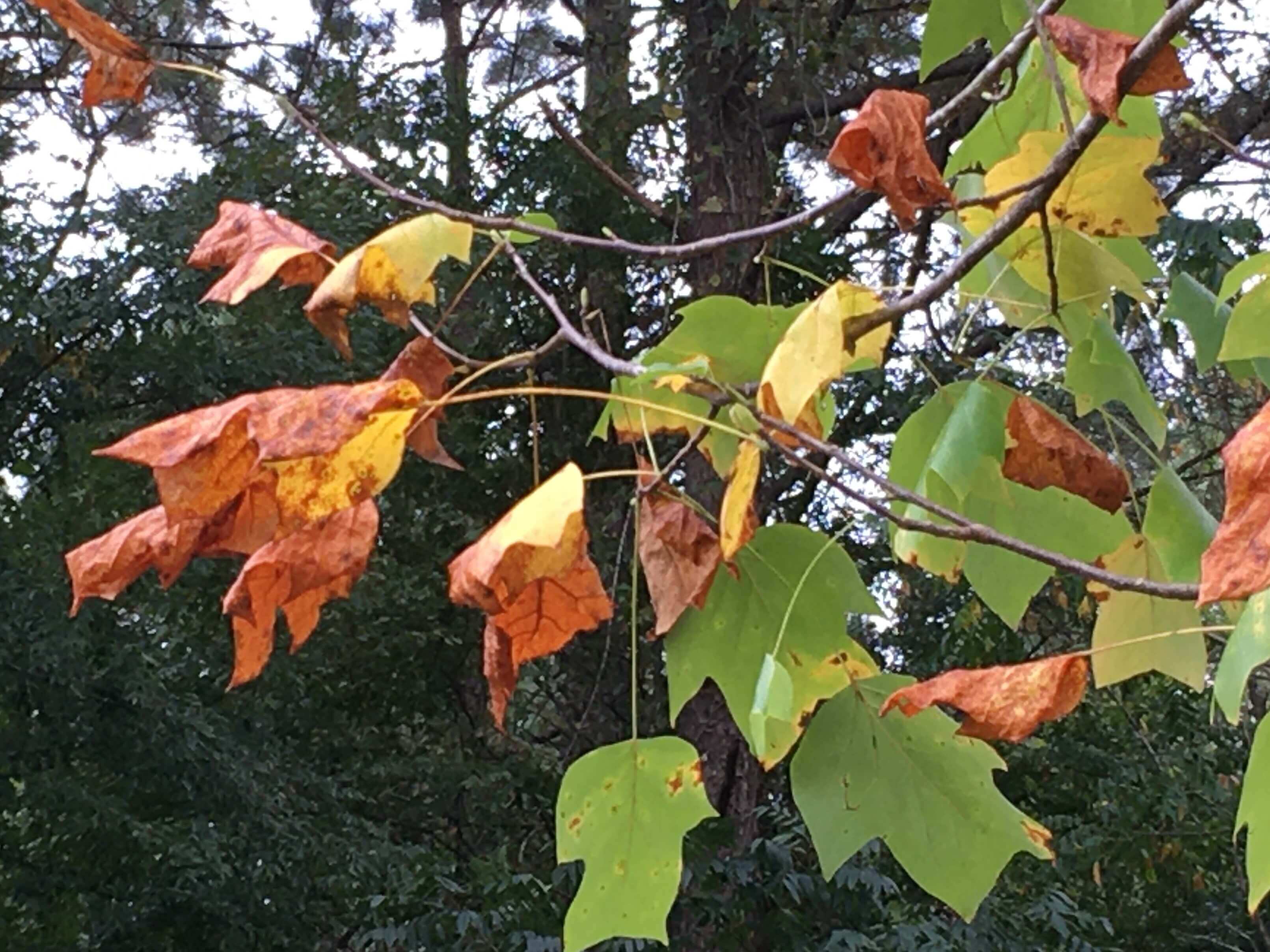 fading leaves on a tulip poplar tree