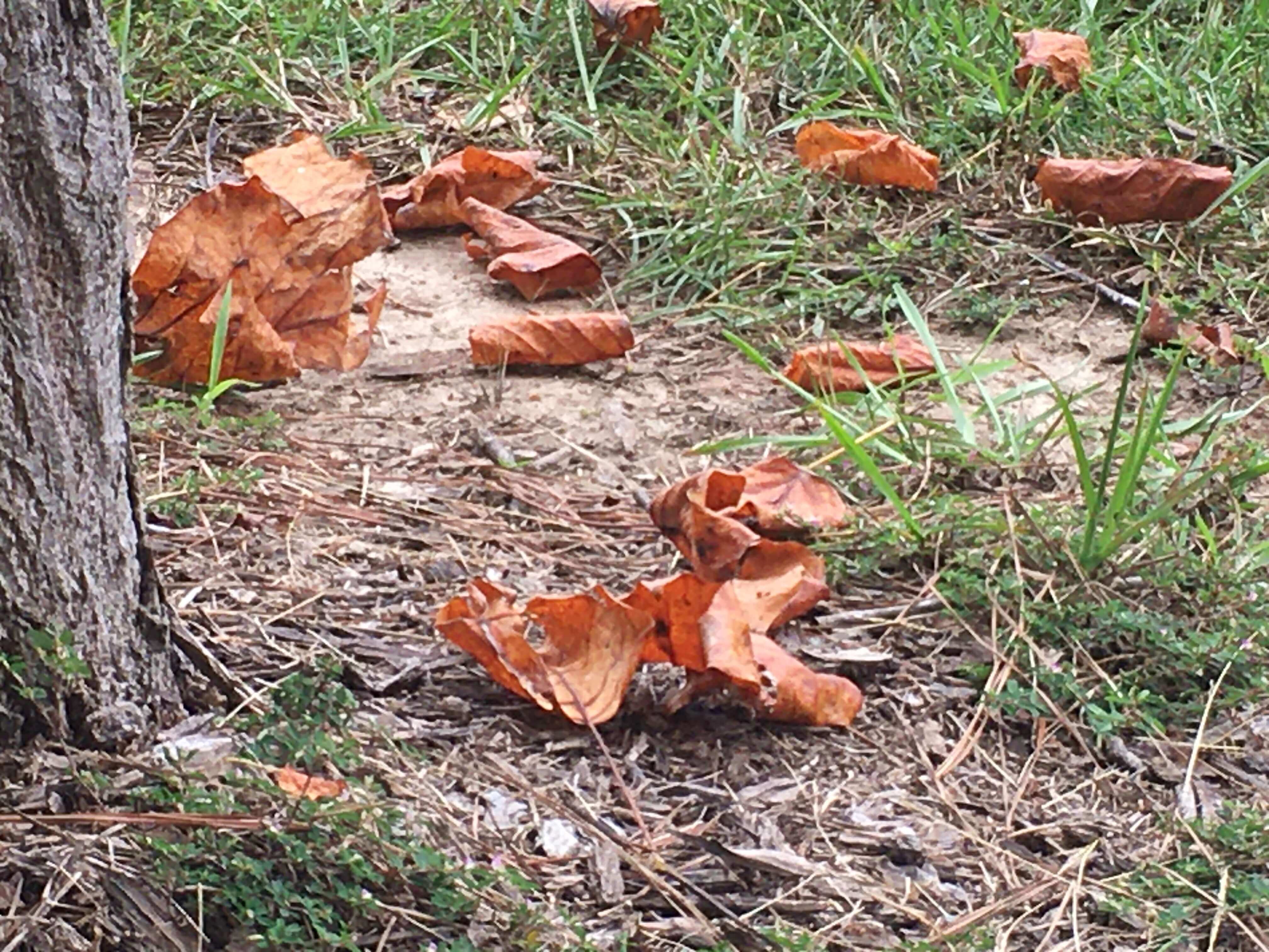 dead leaves fallen to the ground around the trunk of a tulip poplar tree