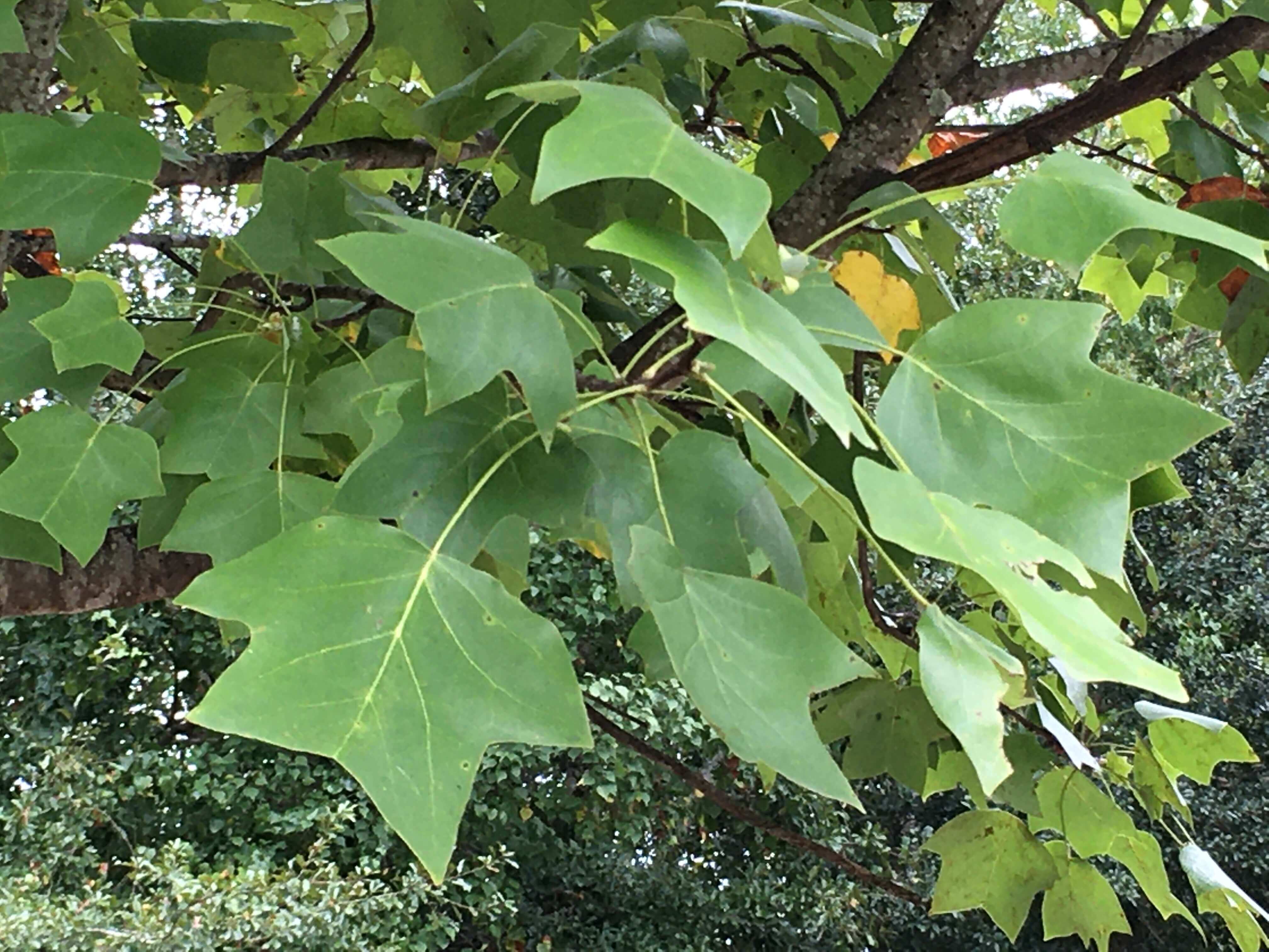 green leaves on a tulip poplar tree